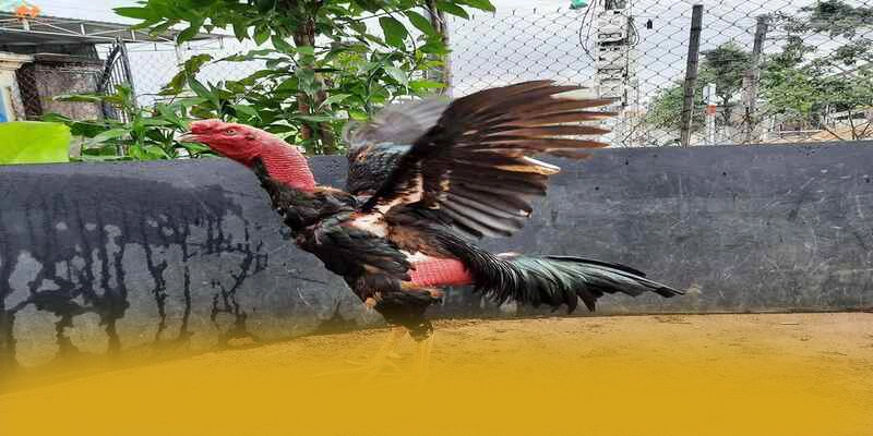 Khả năng truy cập đa nền tảng cùng SUNWIN